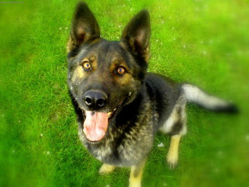 Foto: M�j Ben�k-Ben�k p�zuje p�ed fo��kem :)