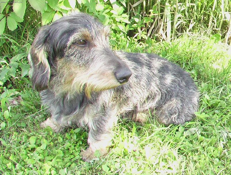 Foto: Badoslav-N� kamar�d