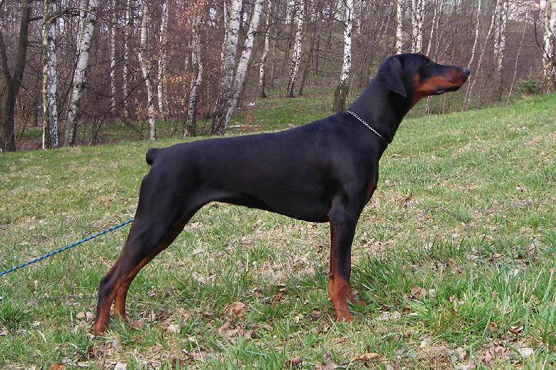 Foto: Afroditha di Brittasgang-tak takhle m� mu�ej kv�li v�stav�m.....pokud chcete o m� v�d�t v�c pod�vejte se na www.dobrmani.com