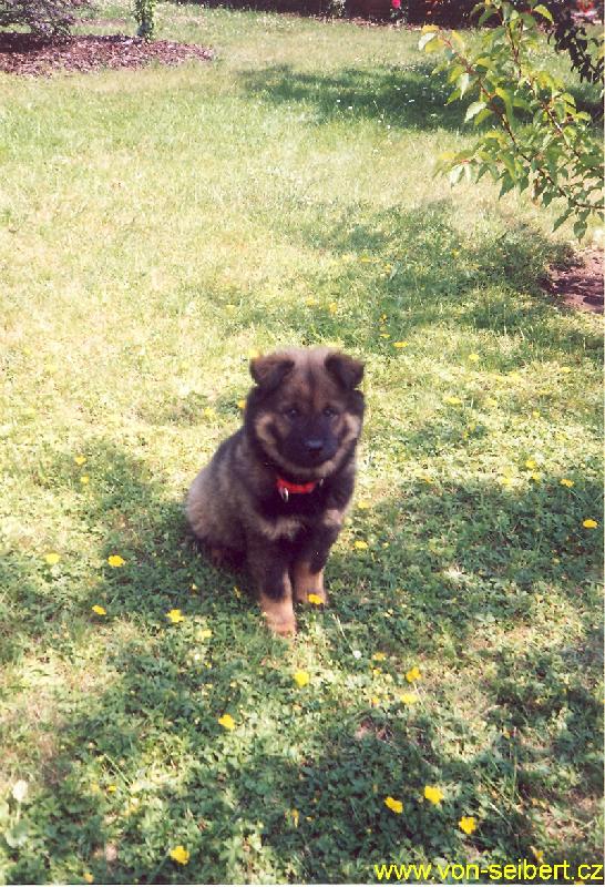 Foto: Eurasier - Blue Berry Tomimopa-2,5 m�s��n� fenka Eurasiera