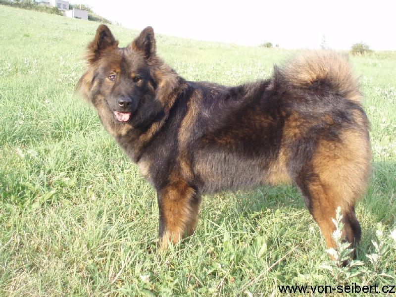 Foto: Blue Berry Tomimopa-15-ti m�s��n� fena Eurasiera - typick� z�stupce plemene