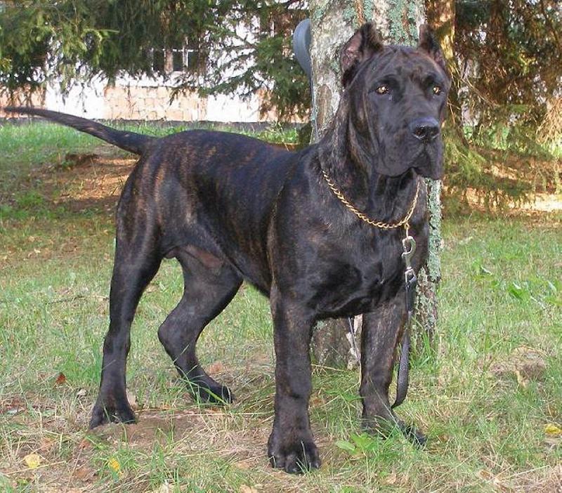 Foto: Masserati BB-Guanchos kennel
