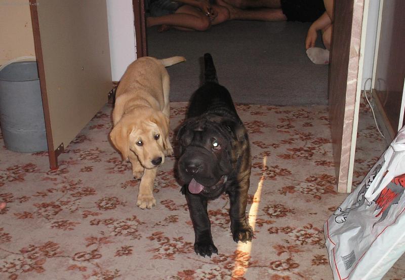 Foto: �arpej a Labradorka-Lee a Brita