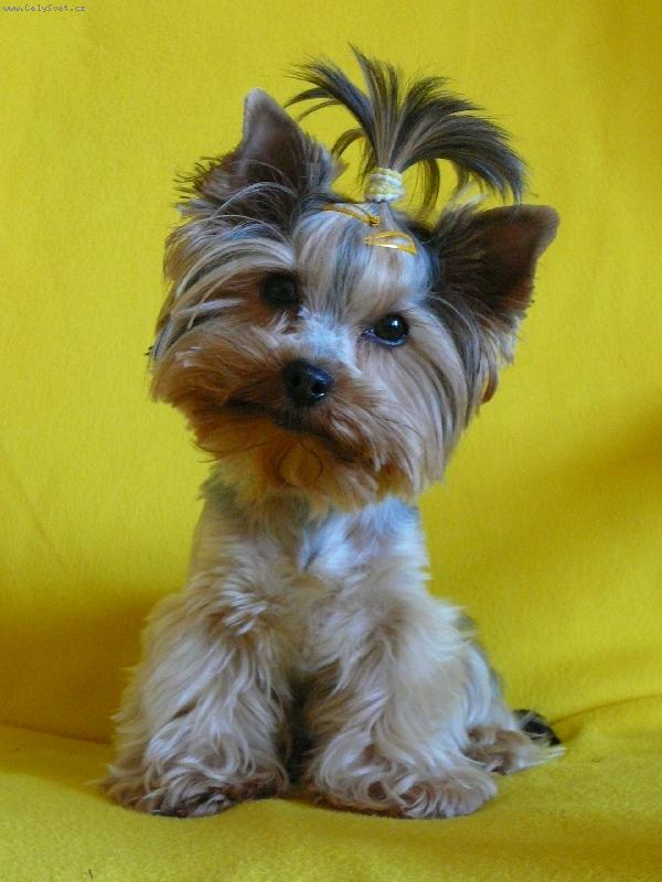 Foto: Slun��ko Nellinka-Nellinka s o�mikanou hlavi�kou