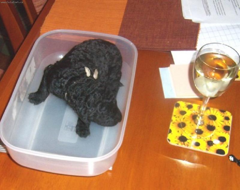 Foto: Atomino Alby from Hofion neboli  TOMINO-Tak to jsem j�, Tom�no,  kr�tce po narozen�,22.3.07 kuk na sv�t