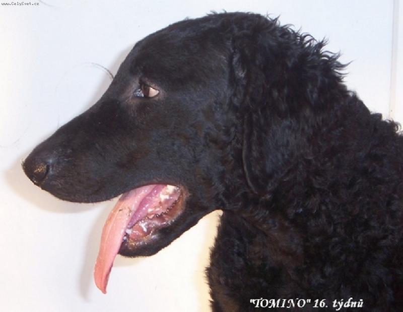 Foto: Atomino Alby from Hofion neboli  TOMINO-U� je mi 16 t�dn�, jsem kudrnat� krasavec