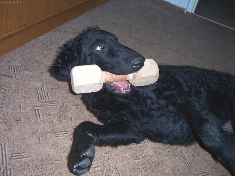 Foto: Atomino Alby from Hofion neboli  TOMINO-Jsem velk� pohod��, u� je mi 16 t�dn�