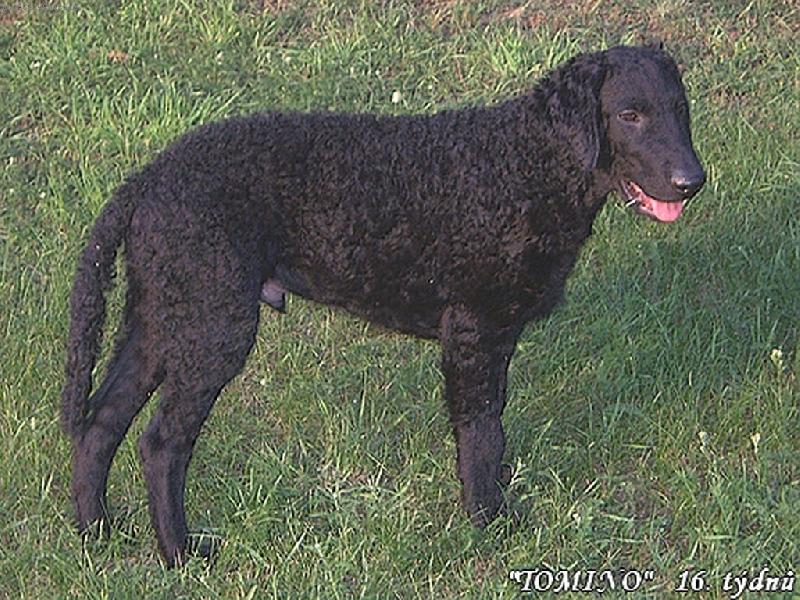 Foto: Atomino Alby from Hofion neboli  TOMINO-U� je mi 16 t�dn� a jsem pani�ky kudrnat� �t�st� a mil��ek