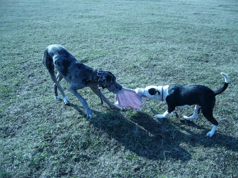 Foto: Ambra-Tak si hraje nejrad�ji