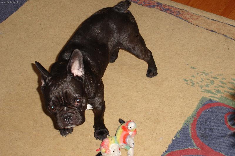 Foto: Netop�r Denis