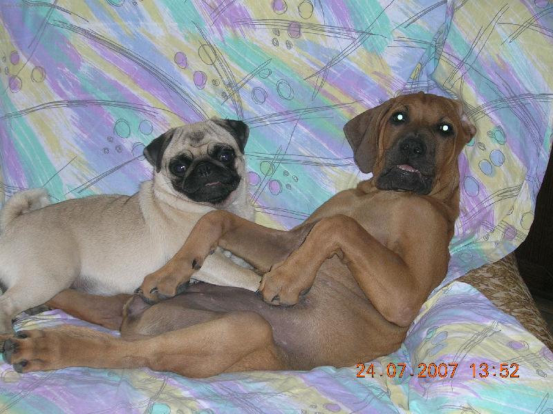 Foto: chov.st. Tosa Centrum-tosa Asami /4m�s./a mops Frideri�ka /9m�s./