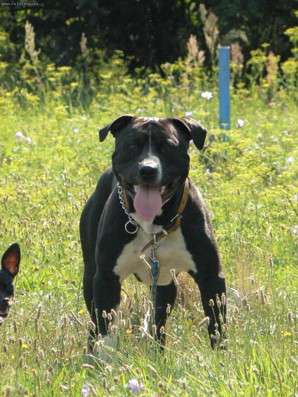 Foto: Arny 11. m�s�c�-na cvi��ku