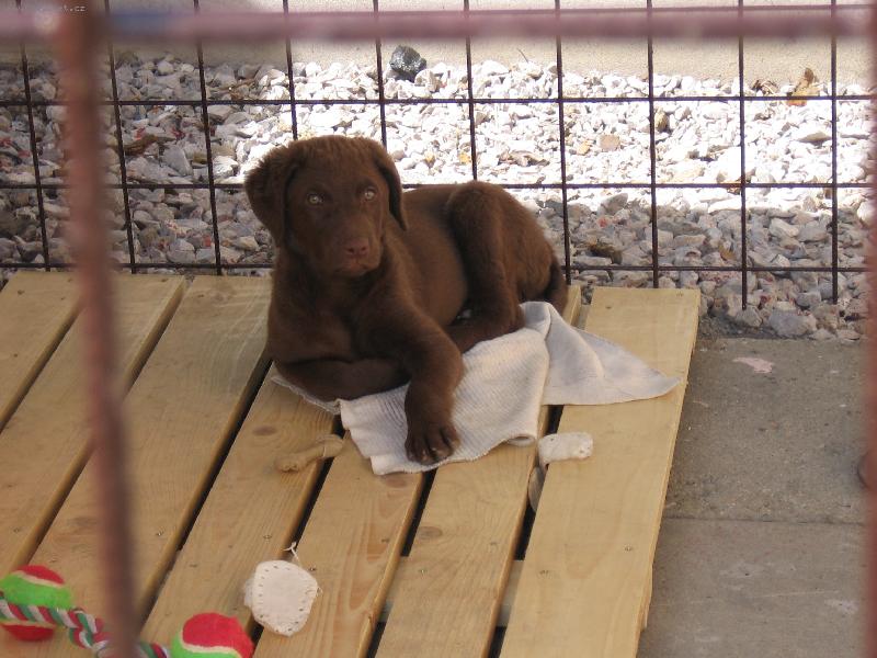 Foto: Henrietta Harmonny-f�ne�ka, st��� 2 m�s�ce