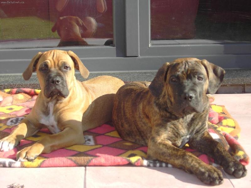 Foto: Donna a Diana Gracia Carlson�s Bull-�t��ata 4 m�s�ce