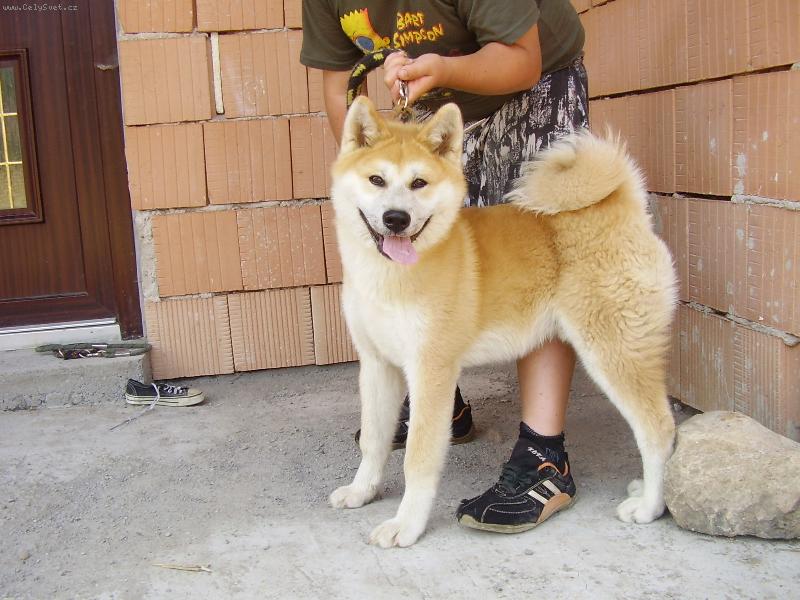 Foto: kozeki Ken Pa-lis-otec Akuma Akairo matka chigiri z bambusov�ho haje