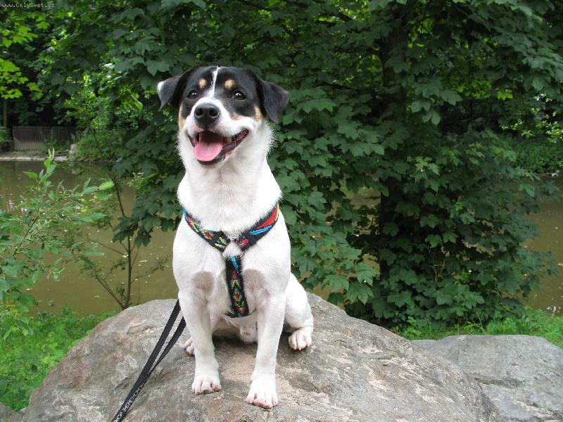 Foto: Joy-P�zov�n� na kameni......ZOO Dv�r Kr�lov�