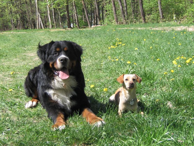 Foto: Brit a Betynka-m�j pejsek Brit se svoj� kamar�dkou Betynkou