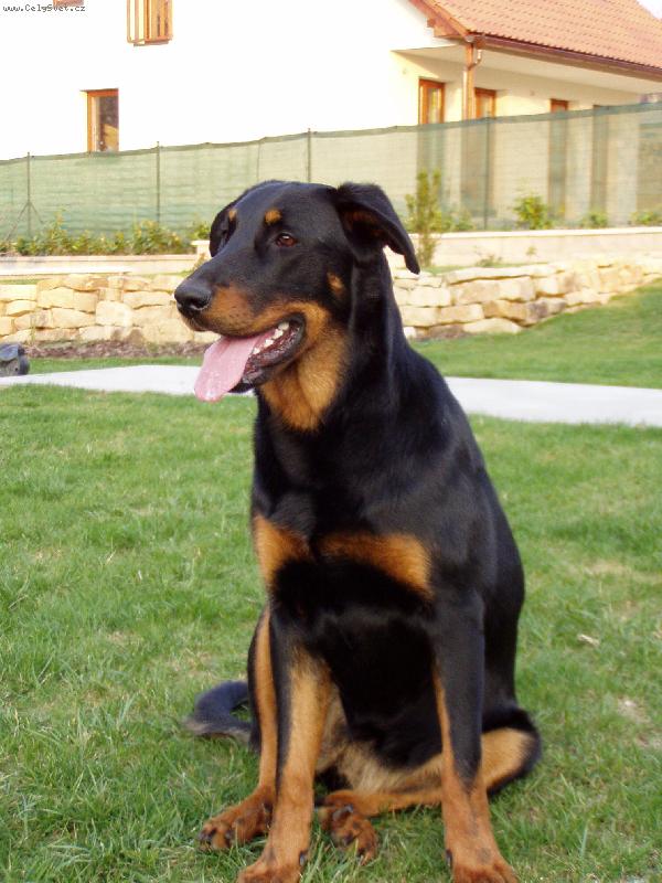 Foto: Tak kdo se se mnou p�jde prob�hnout?-beauceronka Cerry z Husovy tvrze