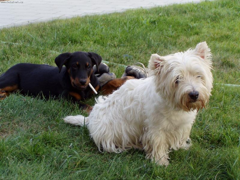 Foto: Po�kej a� vyrostu!!!!-Beauceronka Cerry z Husovy tvrze