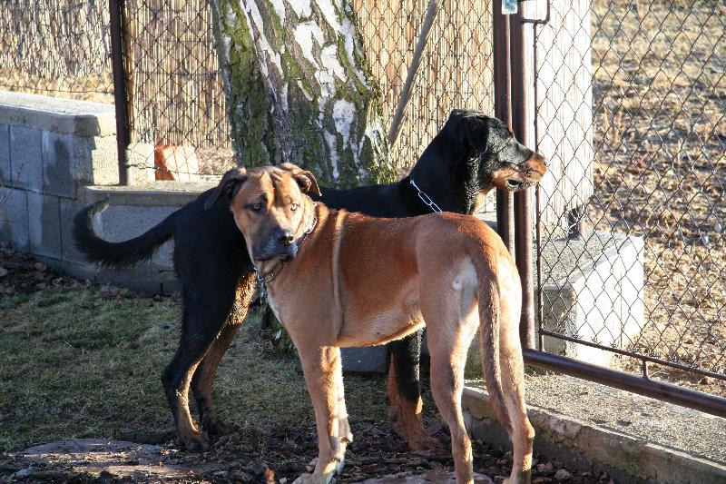 Foto: Moje nejlep�� k�mo�ka-Beauceronka Cerry a bandogka Ad�lka