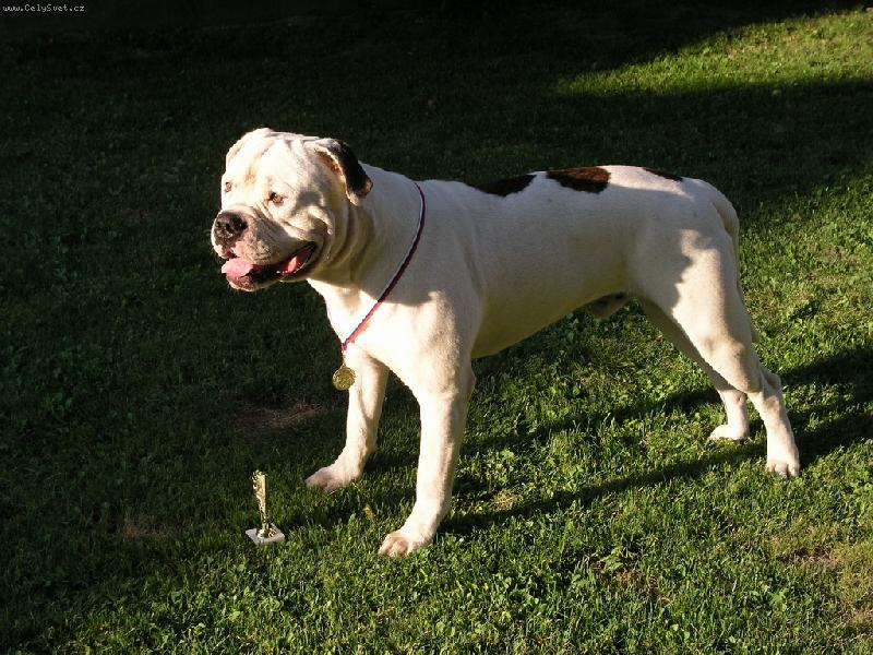 Foto: American bulldog - Army Arpor Bulldog-NVP Ko�ice 2007