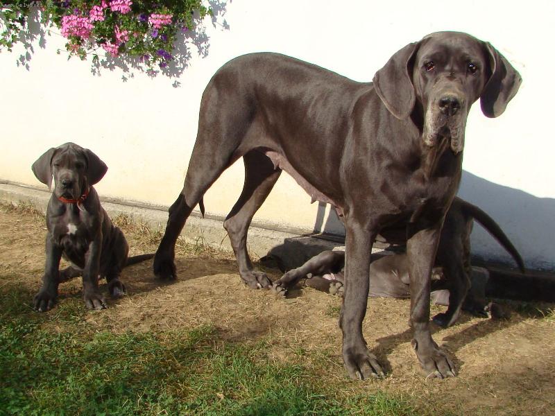 Foto: na�e Holly a jej� �t���tka-maminka Holly s malou Isoldou