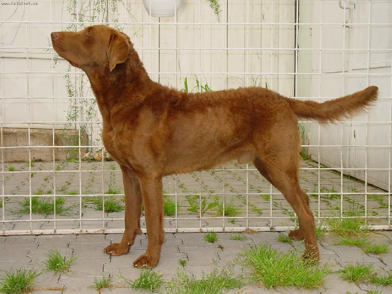 Foto: Penrose Yackidy Yack Junior World Winner 2006-Sirius Pro