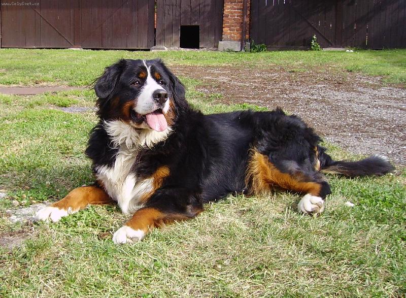 Foto: Fud�i - 1 rok