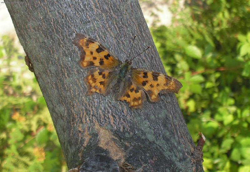 Foto: Mot�lek-....