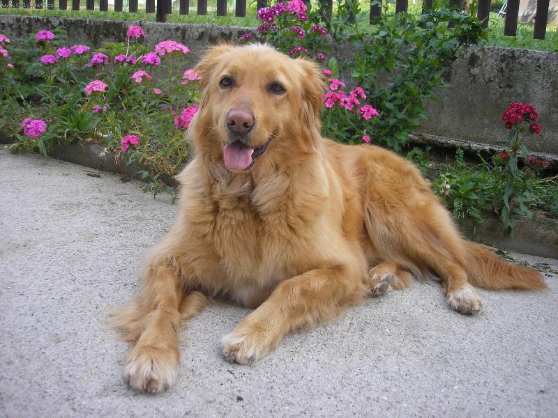 Foto: Nejlep�� p��tel �lov�ka-S�rinka