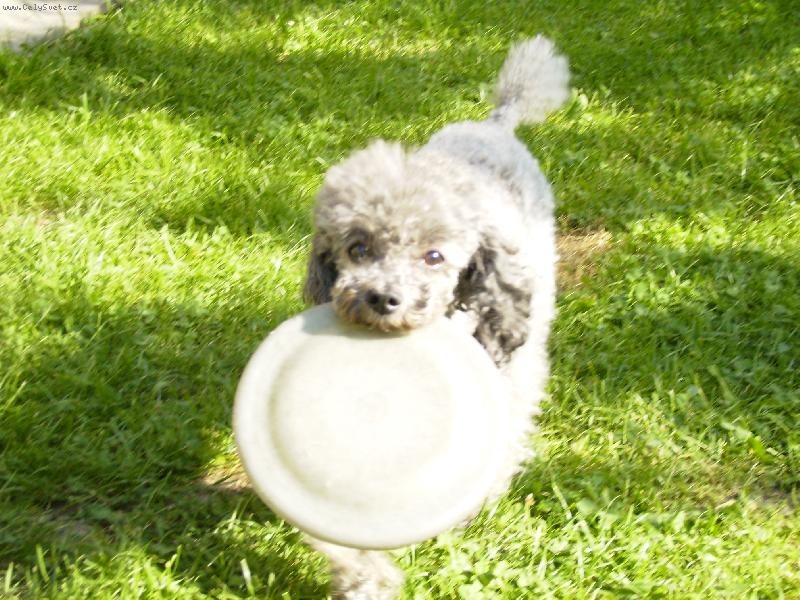 Foto: Doninek-moje nejobl�ben�j�� hra�ka