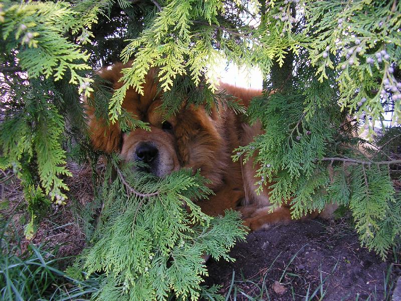 Foto: hra na schov�vanou-dob�e maskovan� �au