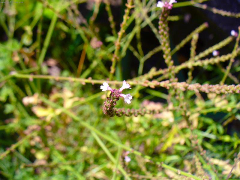 Foto: Kv�t spor��e-Na na�� zahr�dce