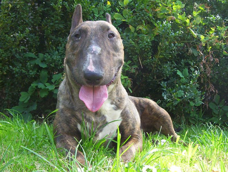 Foto: Holly z Krasolesi-pozujeme