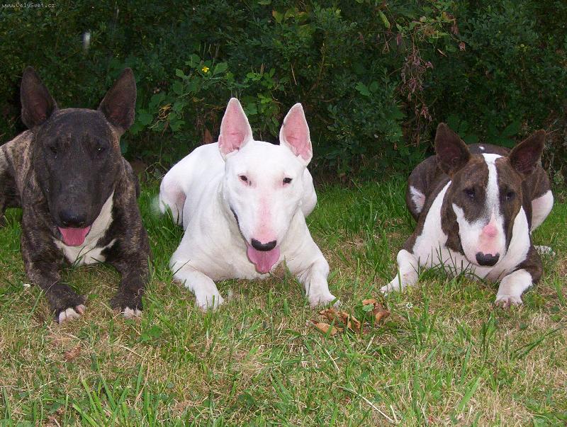 Foto: Junior,Qveena,Cloe...-sme�ka z koberna