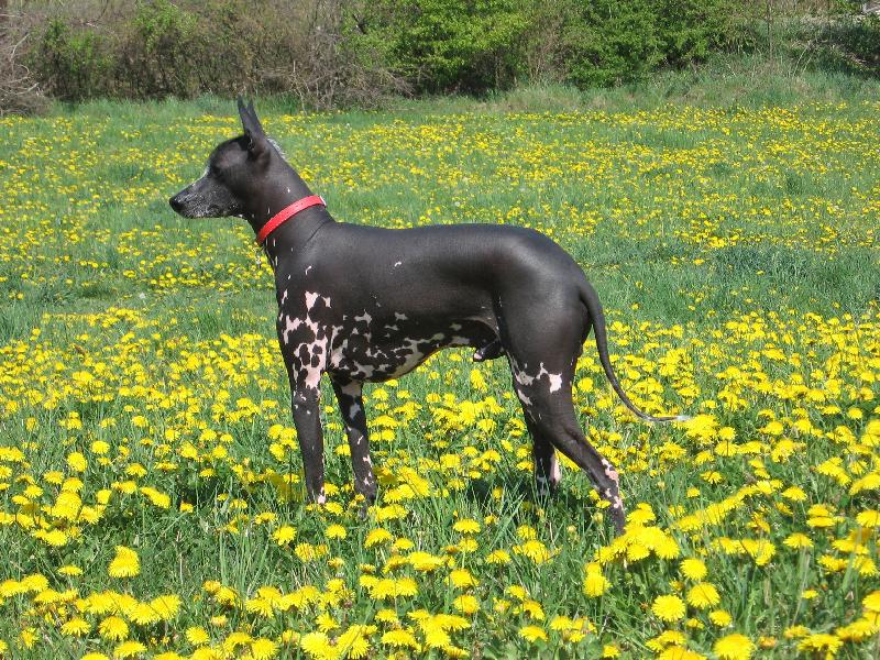 Foto: Peruvian Inca Orchid-Agir z Kr�sn�ho Boti�e majitel-Barto�ov� Jana