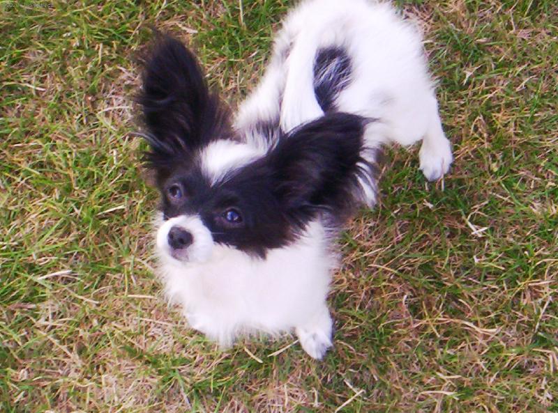 Foto: Fidorka Porubsk� kv�t-4 m�s�ce