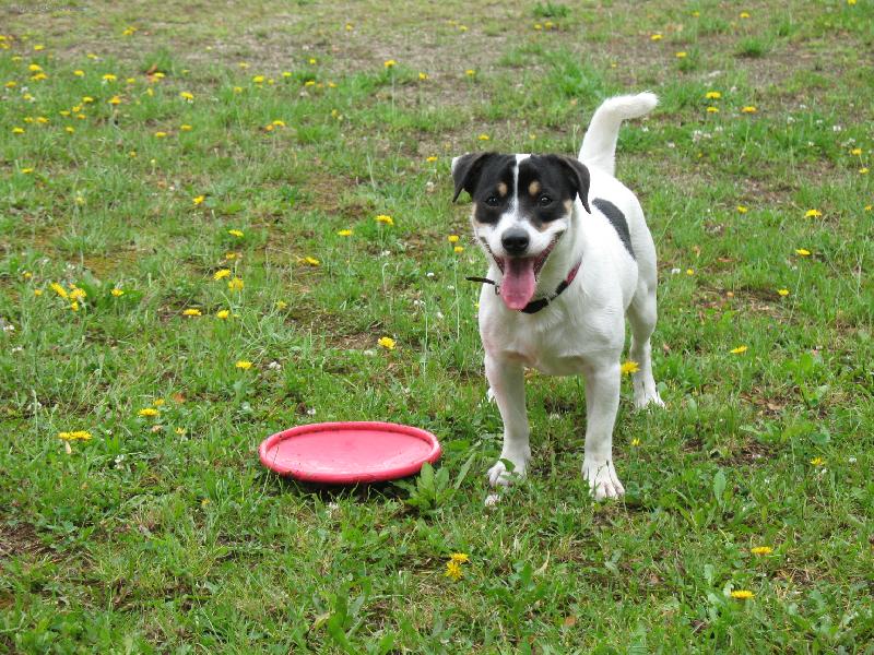 Foto: Joy�k a frisbee-No tak mi to u� ho� :o)