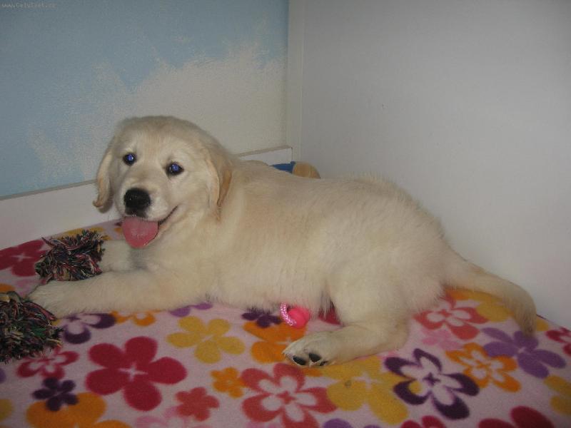 Foto: Zlat� retr�vr - Corny, Cassy od Sv�tlovsk�ho Pot��ku (Haylie)-Corny, Cassy od Sv�tlovsk�ho Pot��ku (Haylie) Foto � Jessica �vehlov� -majitelka