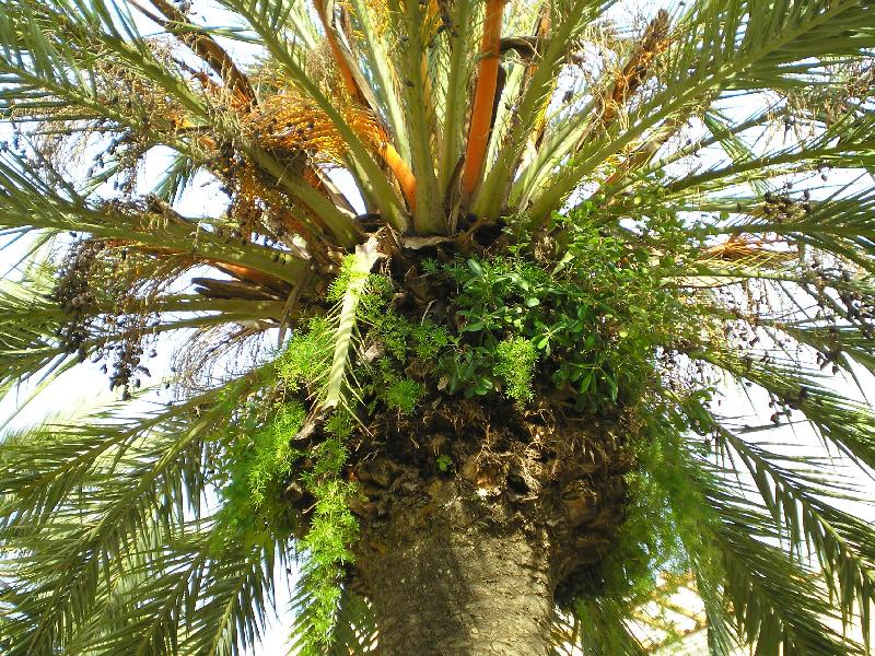 Foto: Pohostinn� palma-Zaj�mav� porostl� palma na promen�d� v Calelle (SP)