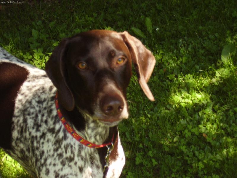 Foto: Afrunka - http://www.afrusa.estranky.cz-Cirra Lav�re Mor�via