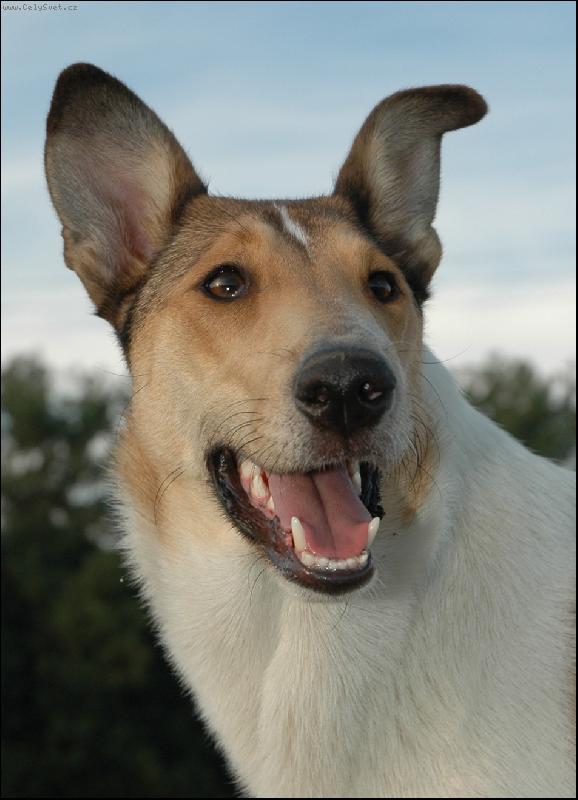 Foto: Ahsante Sana Modr�sek-Leja-Leonka v 11ti m�s�c�ch