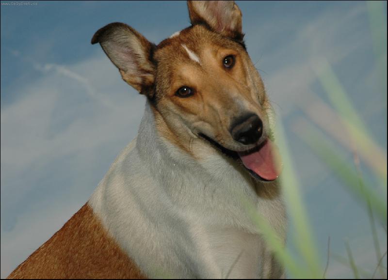 Foto: V tr�v�-Ahsante Sana Modr�sek-Leja