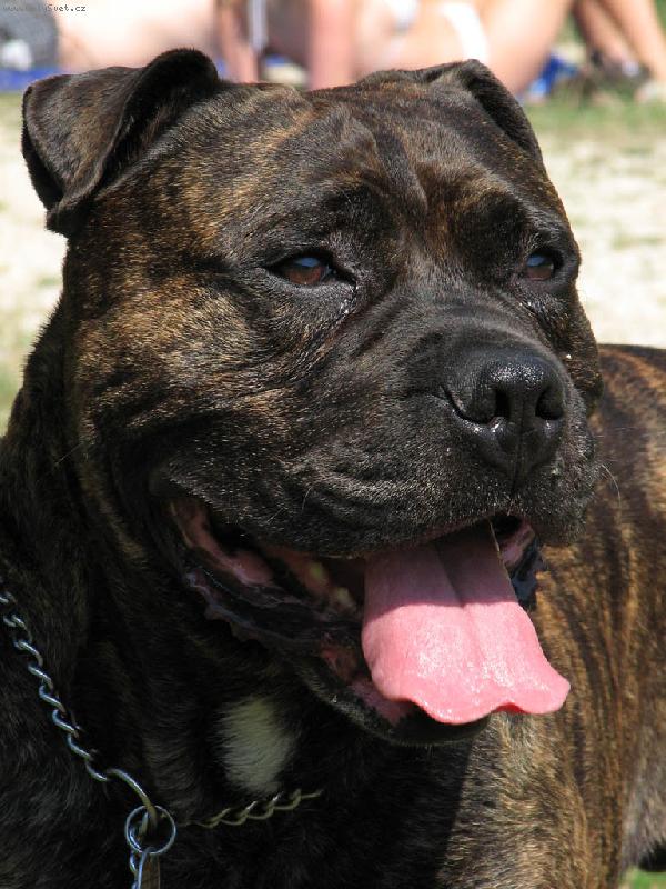 Foto: Perro de Presa Mallorquin_Bail ze Stra�ick�ch chalup-Bail ze Stra�ick�ch chalup