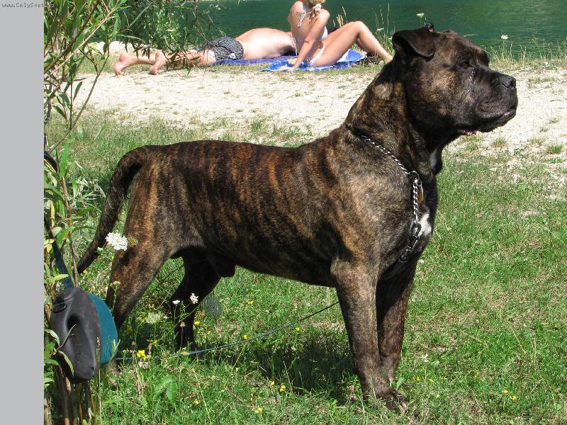 Foto: Perro de Presa Mallorquin_Bail ze Stra�ick�ch chalup-Bail ze Stra�ick�ch chalup