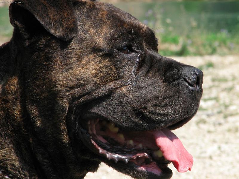 Foto: Perro de Presa Mallorquin_Bail ze Stra�ick�ch chalup-Bail ze Stra�ick�ch chalup