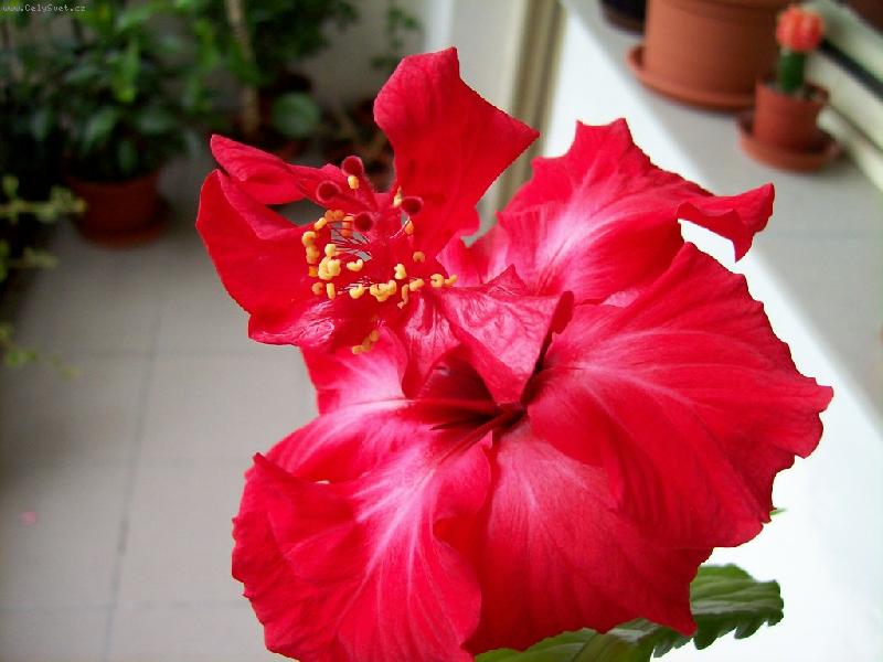 Foto: �erven� ibi�ek