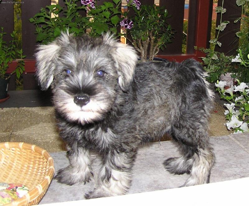 Foto: Archie pod Rozkvetl�mi plam�nky, 2 m�s�ce-www.kniraci-aussies.php5.cz