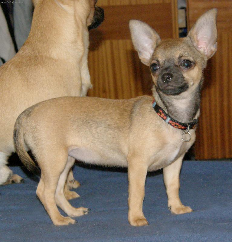 Foto: Caravelle Ave Bengal-Dobr� n�lada aneb spokojen� najezen� �t�n�