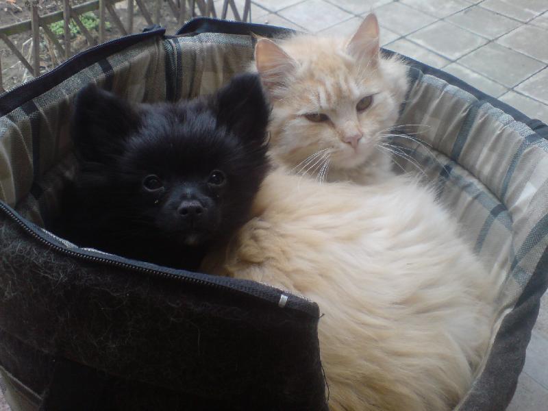 Foto: PS� SV�T:�picov� a primitivn� typy-co n�s bud�te?!